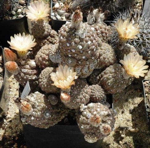 Thelocephala_glabrescens